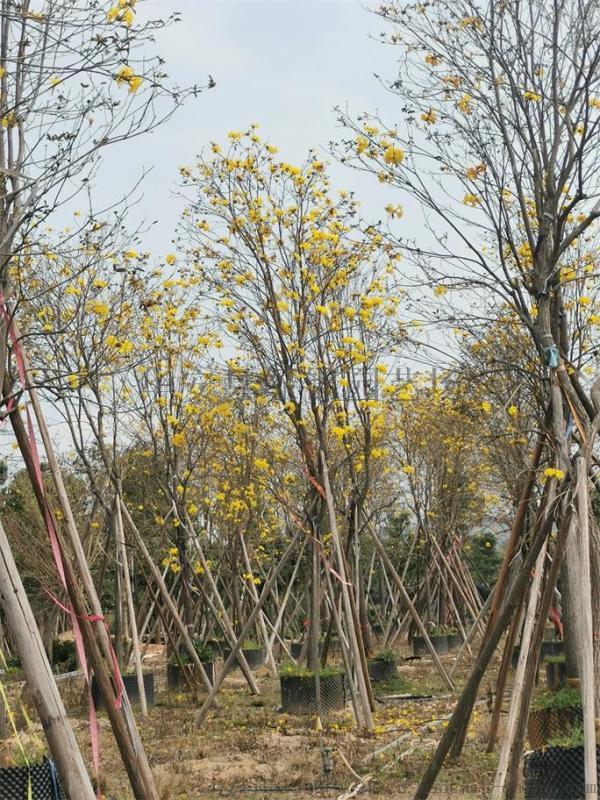 成都黃花風鈴木基地 9公分黃花風鈴木