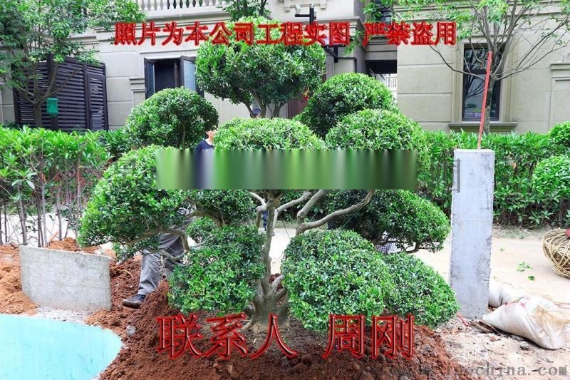 蘇州造型黃楊培育種植基地 大型精品造型黃楊苗圃