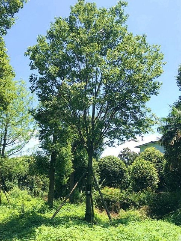 成都樸樹-樸樹基地-樸樹報價-樸樹圖片-名川園藝場