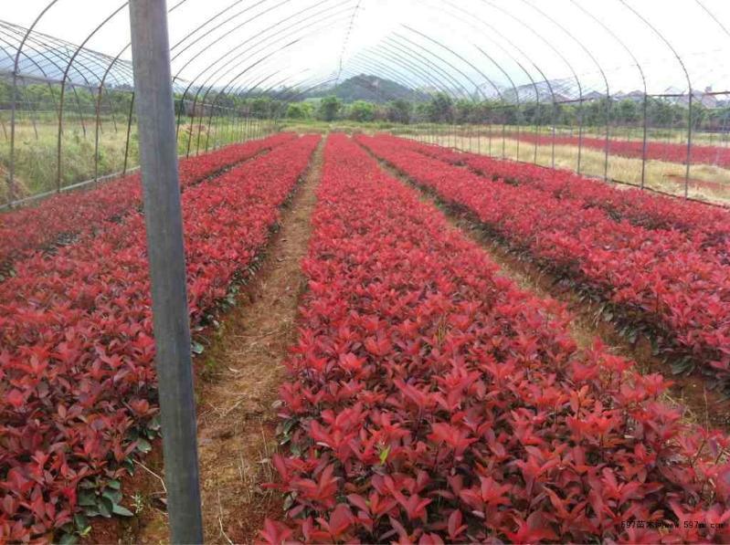 安徽肥西色塊小苗紅葉石楠，紅花繼木，海桐，金森女貞小苗價格圖片