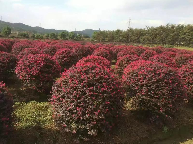 安徽合肥哪里紅花繼木球價格便宜質量好？  肥西長綠苗圃供應商