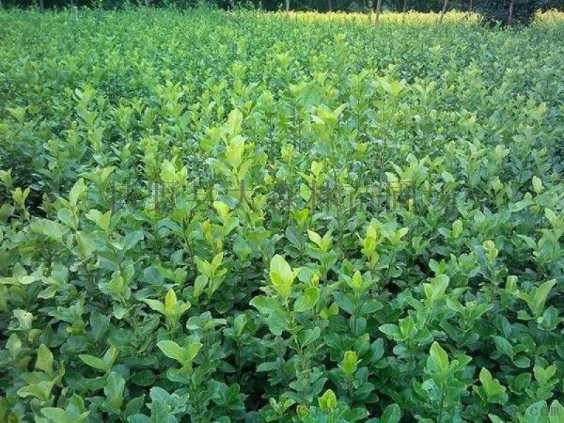 膠東衛矛種植技術