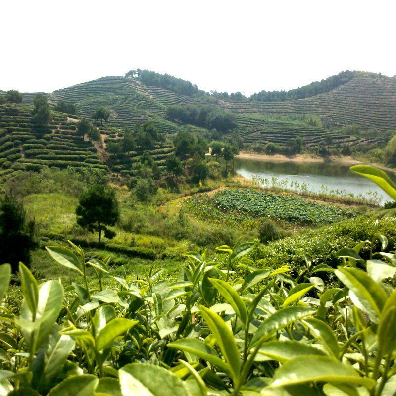 綠茶種子茶種子紅花油茶樹種子茶樹籽綠茶籽四季播種種籽 易成活