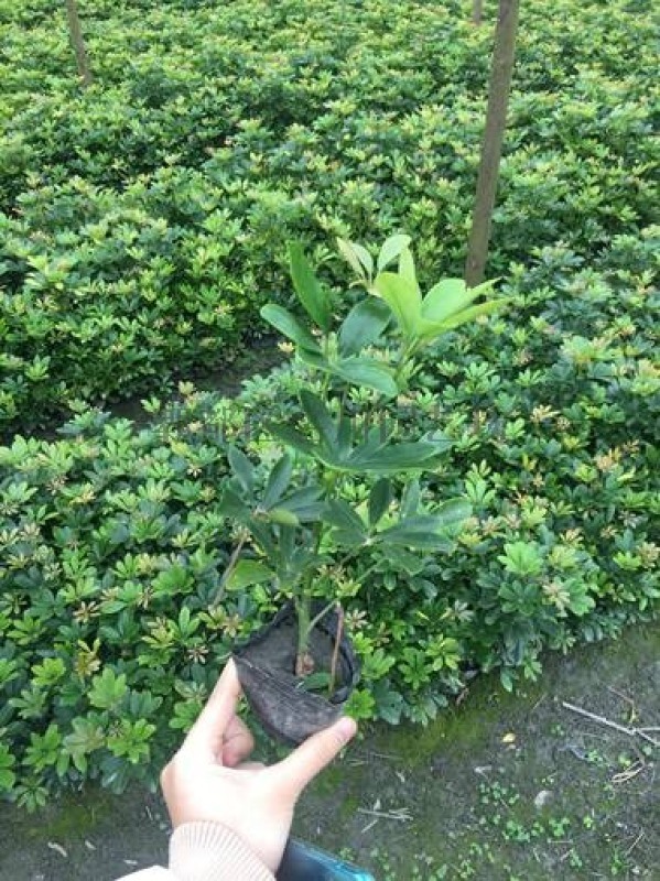 供應(yīng)鴨腳木-成都苗木-鵝掌柴-郫都區(qū)名川園藝場(chǎng)