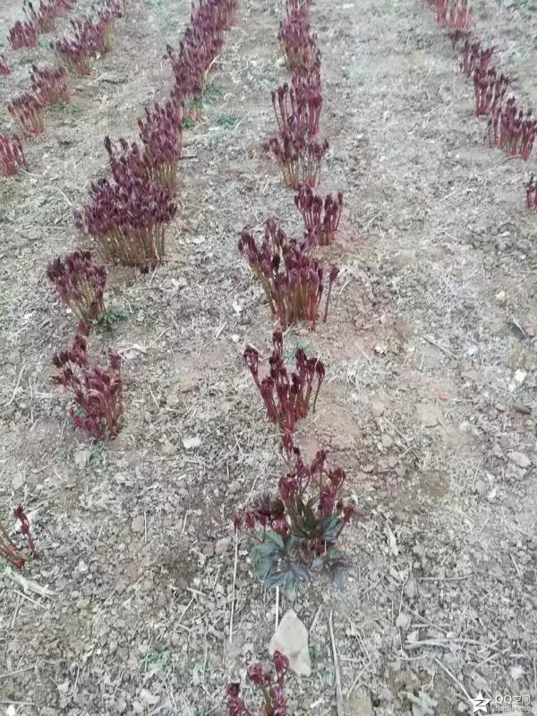 赤芍種苗量大從優(yōu)質(zhì)量保證