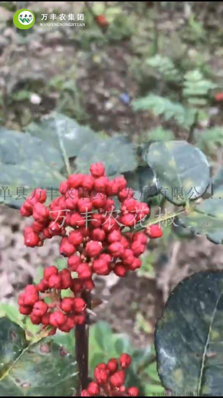 萬豐農無刺大紅袍花椒