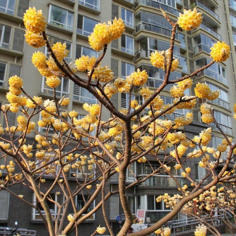 基地直銷園林綠化苗木庭院植物花卉結(jié)香花苗打結(jié)樹黃瑞香苗易成活