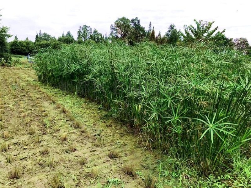 水生植物供應(yīng)-成都苗木基地-成都旱傘草