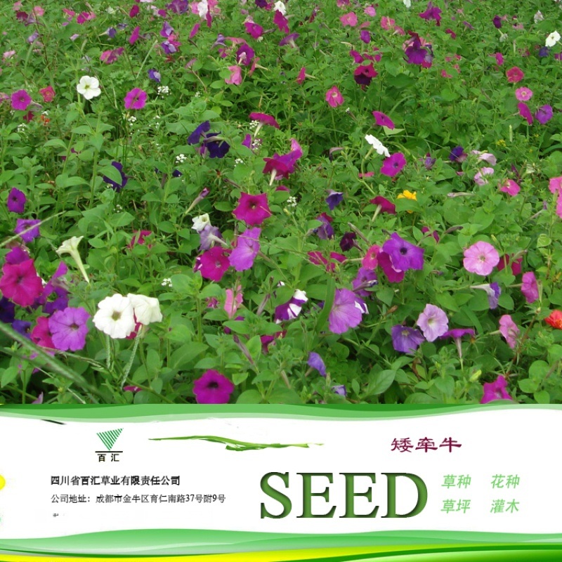 四川花種 成都種子 矮牽牛花種子【百匯草業(yè)】