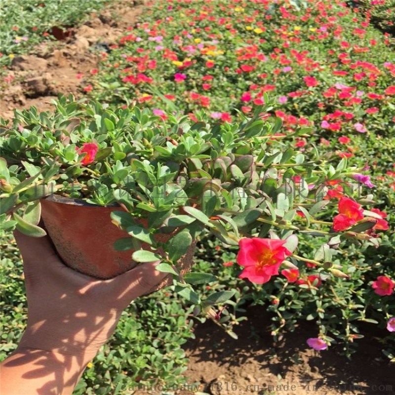 山東哪里有半枝蓮草花 馬齒筧苗太陽花品種多質優價廉