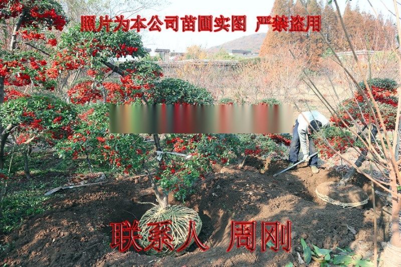 蘇州造型火棘 造型紅果 別墅庭院用景觀造型樹基地