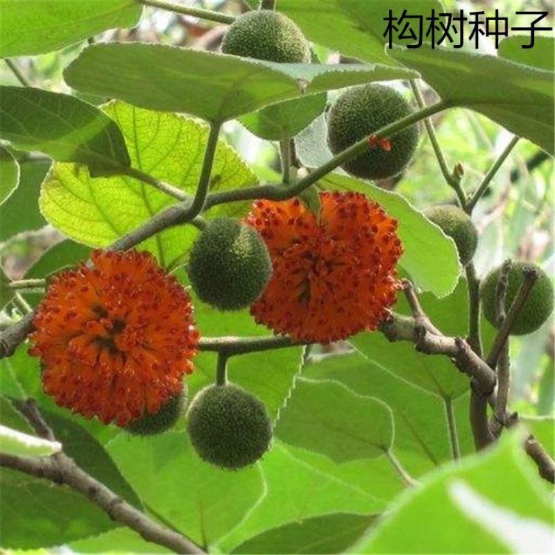 批發(fā)雜交構(gòu)樹種子 構(gòu)桃樹沙紙樹 構(gòu)乳樹楮樹楮實(shí)子谷木谷漿樹包郵