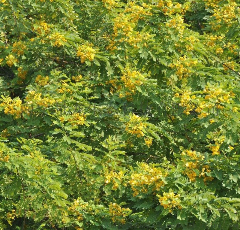 南寧景龍生態(tài) 大量批發(fā)零售黃花槐灌木種子